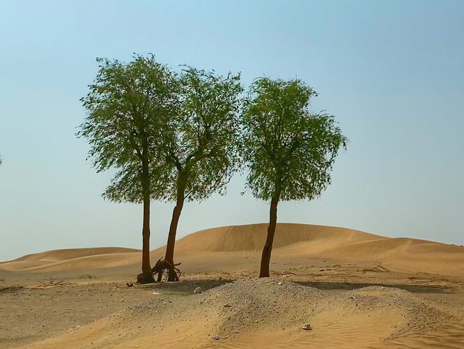 Desert 2-1