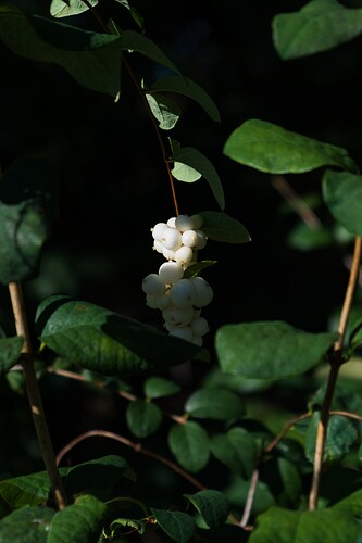 DSCF0137